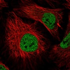 Immunofluorescent staining of human cell line HeLa shows localization to nucleoplasm.