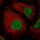 Immunofluorescent staining of human cell line HeLa shows localization to nucleoplasm.