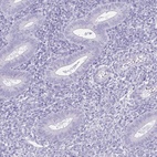 Immunohistochemical staining of human endometrium shows low expression as expected.