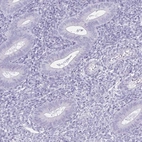Immunohistochemical staining of human endometrium shows low expression as expected.