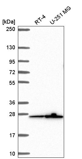 Anti-MRPS26 Antibody