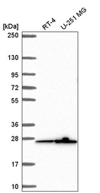 Anti-MRPS26 Antibody