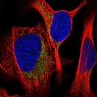 Immunofluorescent staining of human cell line U-2 OS shows localization to mitochondria.