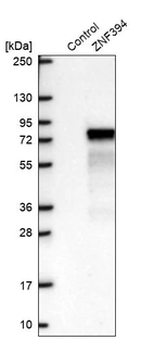 Western blot analysis in control (vector only transfected HEK293T lysate) and ZNF394 over-expression lysate (Co-expressed with a C-terminal myc-DDK tag (~3.1 kDa) in mammalian HEK293T cells, LY403147).