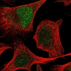 Immunofluorescent staining of human cell line U-2 OS shows localization to nucleoplasm & cytosol.