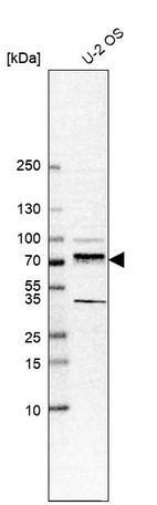 Western blot analysis in human cell line U-2 OS.