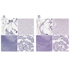 Immunohistochemical staining of human breast, cerebral cortex, lymphoid tissues and placenta using Anti-PLIN4 antibody HPA054657 (A) shows similar protein distribution across tissues to independent antibody HPA044682 (B).