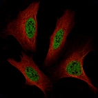 Immunofluorescence staining of U2-OS cells using the Anti-TFE3 monoclonal antibody, showing specific staining in nucleoplasm in green. Microtubule probes are visualized in red (where available).