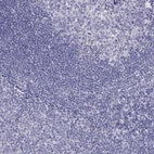 Immunohistochemical staining of human tonsil shows no positivity in non-germinal center cells as expected.