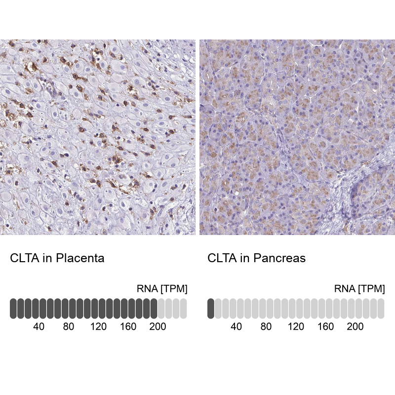 Anti-CLTA Antibody