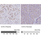 Anti-CLTA Antibody