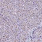 Immunohistochemical staining of human pancreas shows low expression as expected.