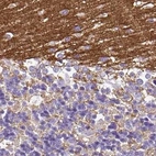 Immunohistochemical staining of human cerebellum using Anti-SLC8A2 antibody HPA054671.