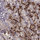 Anti-GPR50 Antibody