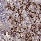 Anti-GPR50 Antibody