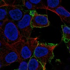 Immunofluorescent staining of human cell line HEK 293 shows localization to plasma membrane.