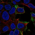 Immunofluorescent staining of human cell line HEK 293 shows localization to plasma membrane.
