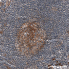 Immunohistochemical staining of human tonsil shows moderate membranous positivity in germinal center cells.