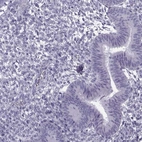 Immunohistochemical staining of human endometrium shows low expression as expected.