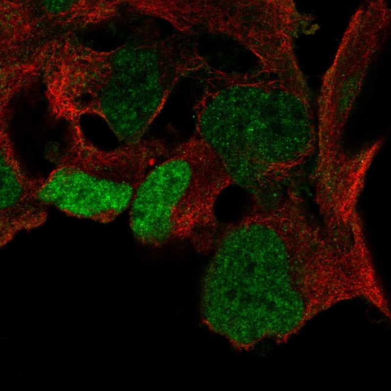 Anti-SOX3 Antibody