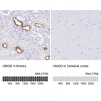 Anti-UMOD Antibody