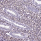 Immunohistochemical staining of human endometrium shows weak cytoplasmic positivity in stromal cells.