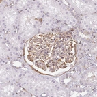 Immunohistochemical staining of human kidney shows moderate cytoplasmic positivity in cells in glomeruli.