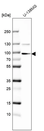 Western blot analysis in human cell line U-138MG.