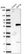 Anti-ZNF35 Antibody