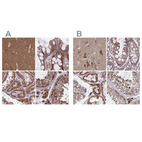 Anti-NFS1 Antibody