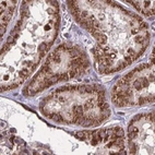 Immunohistochemical staining of human kidney using Anti-NFS1 antibody HPA054755.