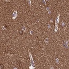Immunohistochemical staining of human cerebral cortex using Anti-NFS1 antibody HPA054755.