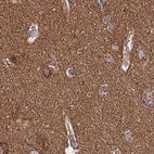 Immunohistochemical staining of human cerebral cortex using Anti-NFS1 antibody HPA054755.