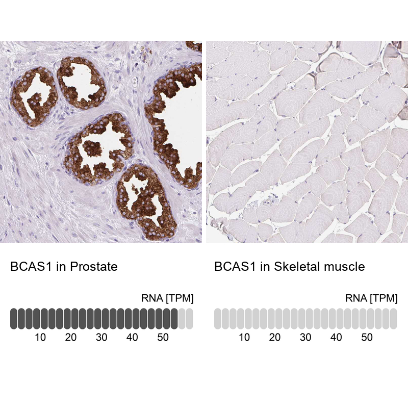 Anti-BCAS1 Antibody