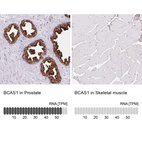 Anti-BCAS1 Antibody