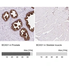 Anti-BCAS1 Antibody