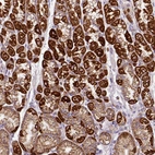 Immunohistochemical staining of human stomach shows strong granular cytoplasmic positivity in parietal cells.
