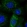 Anti-TMCO1 Antibody