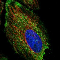 Anti-NFKBID Antibody