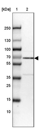 Lane 1: Marker [kDa] 250, 130, 100, 70, 55, 35, 25, 15, 10_br/_Lane 2: Human cell line U-2 OS