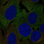 Anti-LRRC4C Antibody