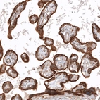 Immunohistochemical staining of human placenta shows strong granular cytoplasmic positivity in trophoblastic cells.