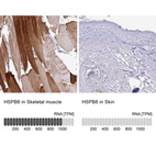Anti-HSPB6 Antibody