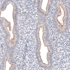 Immunohistochemical staining of human endometrium shows moderate positivity in apical membranes in glandular cells.