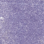 Immunohistochemical staining of human tonsil shows no positivity in non-germinal center cells as expected.