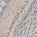 Immunohistochemical staining of mouse brain shows moderate cytoplasmic positivity in mitral cell layer in olfactory bulb.