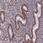 Immunohistochemical staining of human endometrium shows strong nuclear positivity in glandular cells.