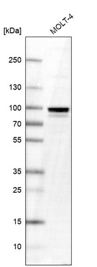 Western blot analysis in human cell line MOLT-4.