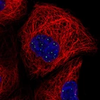 Immunofluorescent staining of human cell line A-431 shows localization to nuclear bodies.