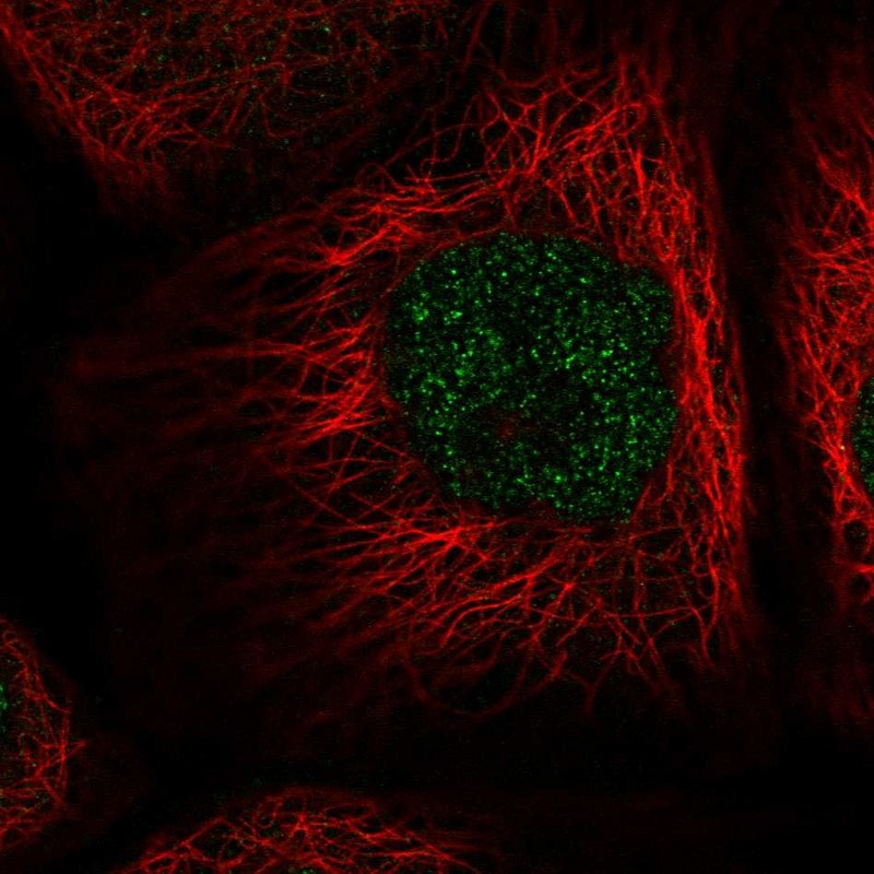 Anti-NAIF1 Antibody